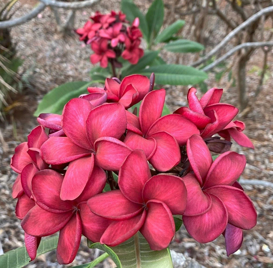 5 Dark Purple Plumeria Seeds Perennial Flowers Seed Flower Frangipani US SELLER