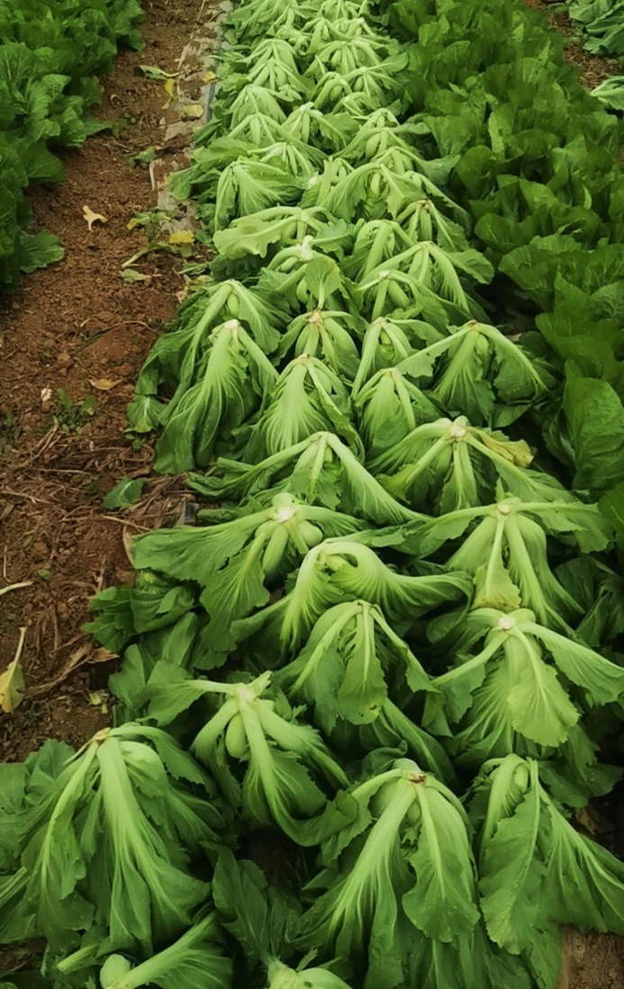 Da Ping Pu Chinese Mustard Greens Seeds | Stem Head Cabbage Choy 芥菜 Seed 2024