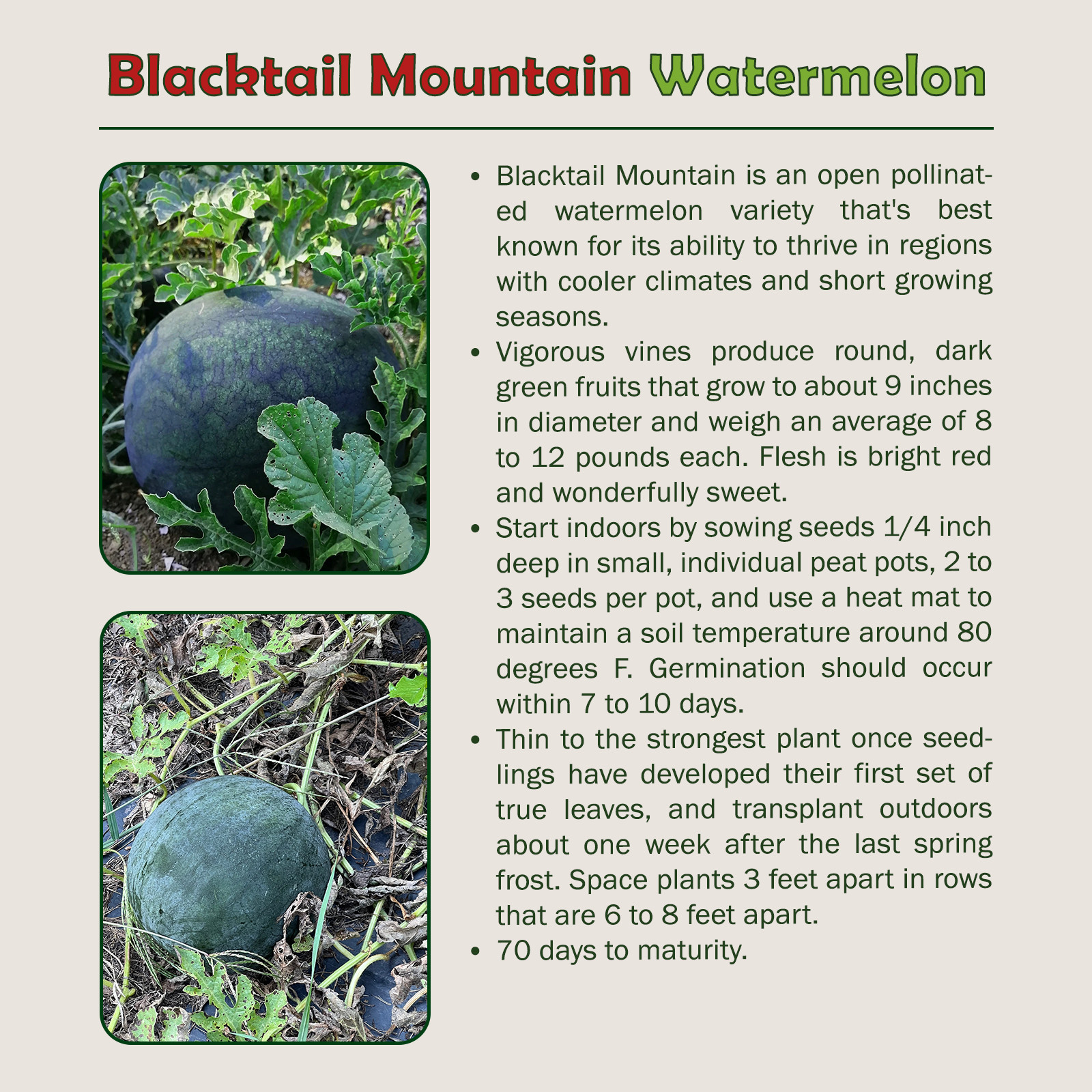 10 Blacktail Mountain Watermelon Seeds, Open-Pollinated, Non-GMO, Genuine USA