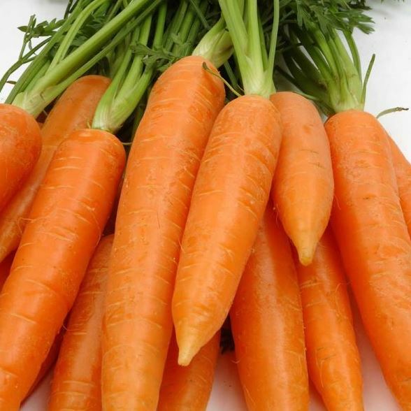 Red Core Carrot Seeds – Non Gmo – Organic Seeds – Heirloom Seeds, Vegetable Seed