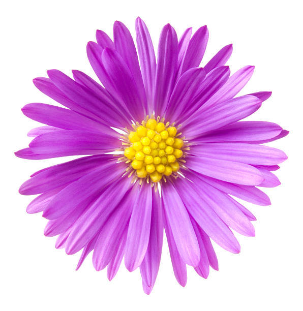 301+GIANT CALIFORNIA CHINA ASTER Mix Seeds Cut Flowers Summer Garden Container