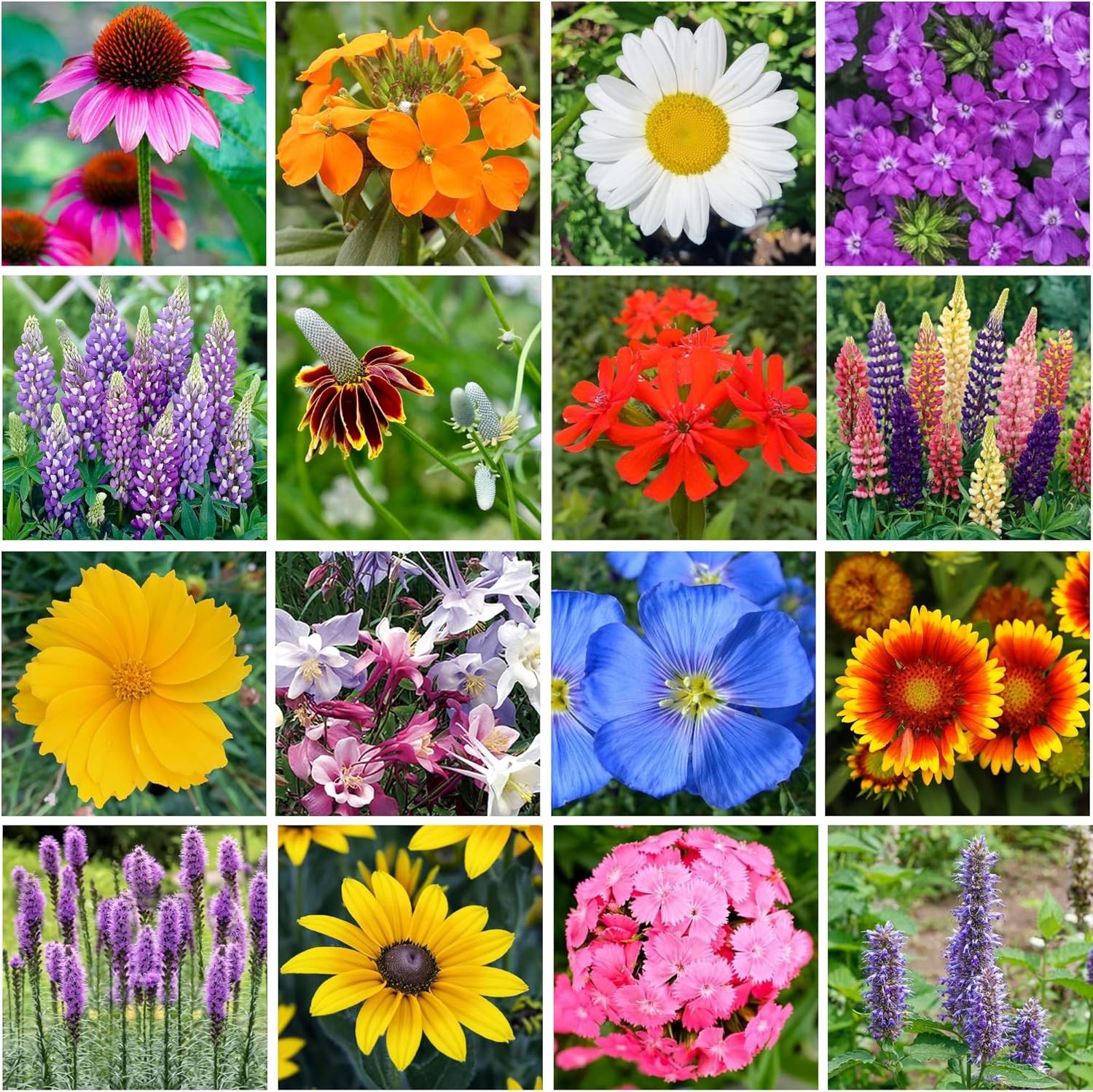 Bulk Wildflower Seed Shaker – 900,000+ Perennial Seeds Mix for Any Garden