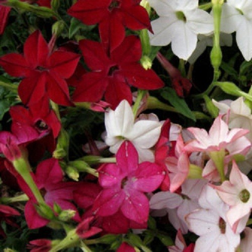 Jasmine Tobacco Seeds Sensation Mix (Nicotiana alata) Heirloom Fragrant Flowers