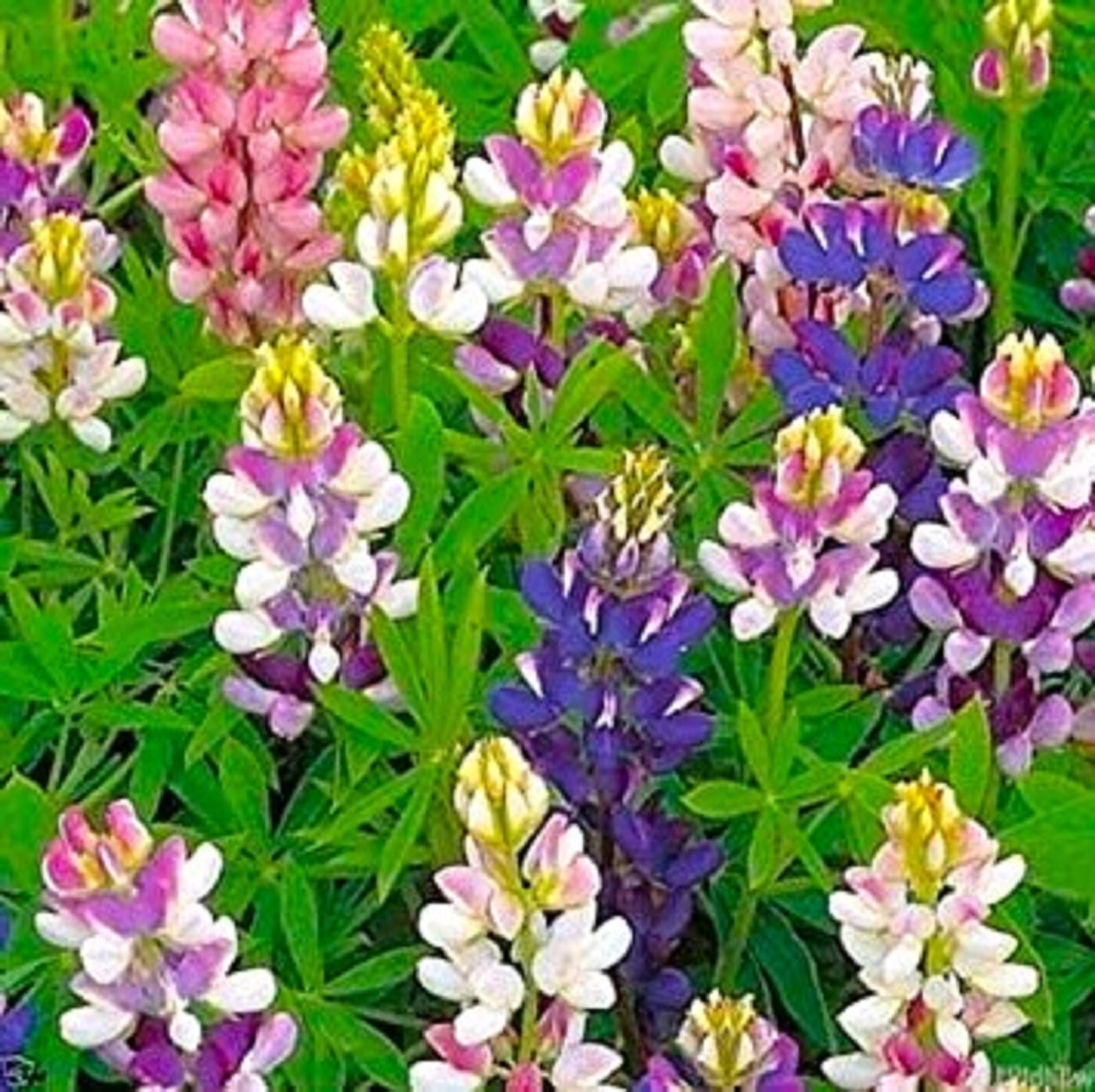 Dwarf Lupine Seeds Pixie Delight Mix 80 SEEDS –BUY 4 ITEMS FREE SHIPPING
