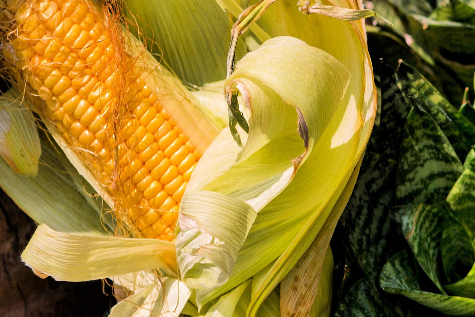Bantam Sweet Corn Seeds for Planting – America’s Favorite Sweet Corn – Ships fro