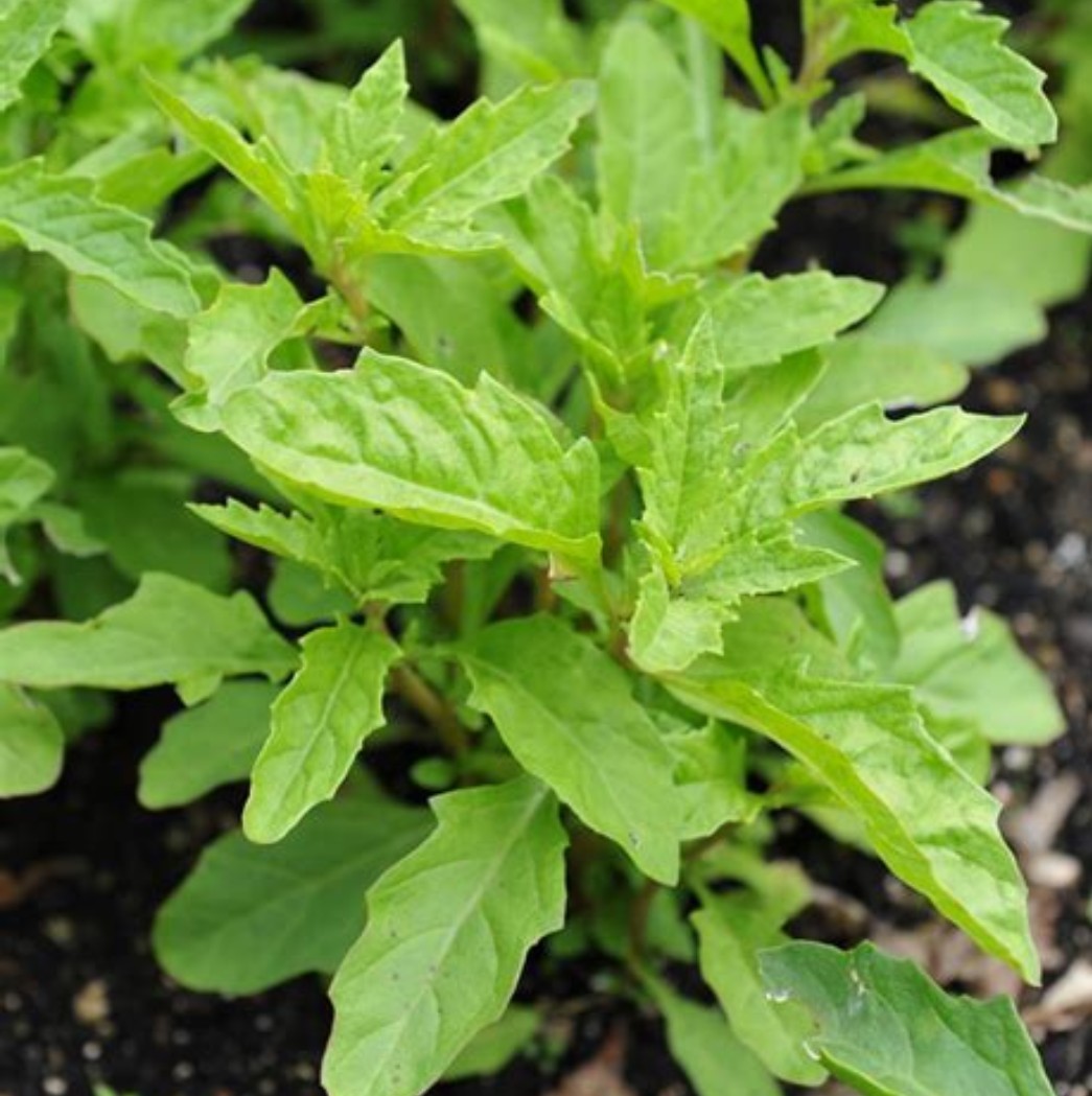 50 EPAZOTE SEEDS -Mexican Herb non-GMO Chenopodium Ambrosoides