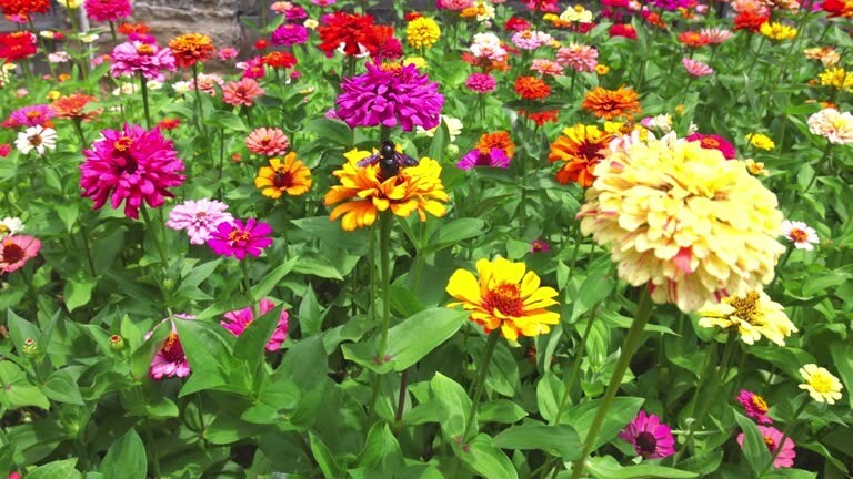 100 CALIFORNIA GIANTS ZINNIA SEED MIX |2026 SALE FREE SHIPPING NON GMO HEIRLOOM