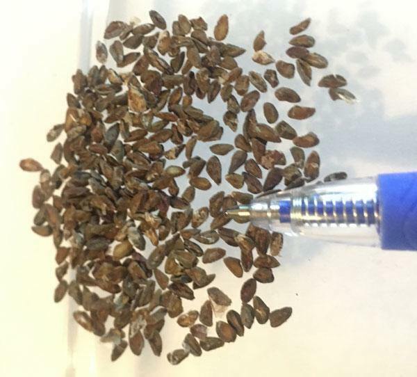 Cestrum auriculatum | Orange Peel or Zest | 5 Seeds