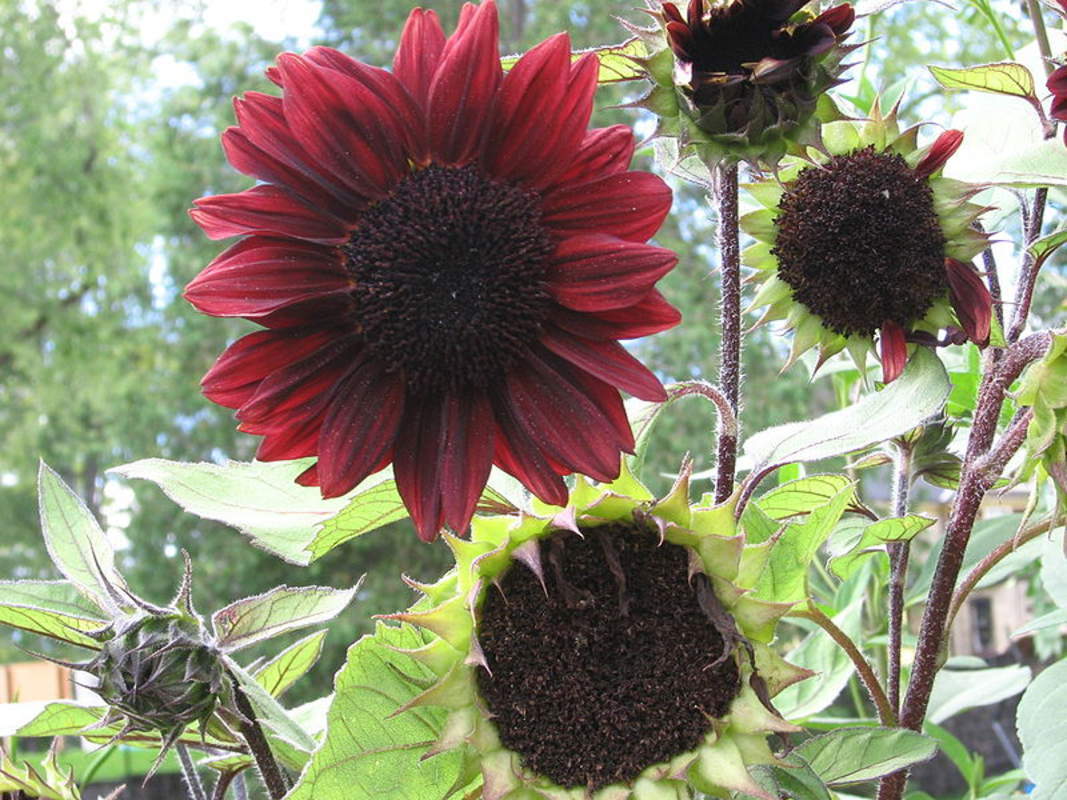 1-2000 PCS Autumn Beauty Sunflower Tree Seeds Helianthus Annus Red Yellow 0137