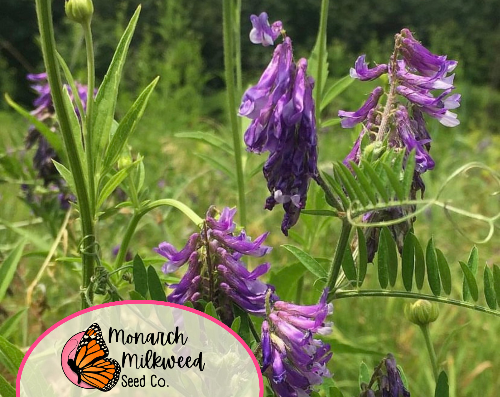 350+ Hairy Vetch Seeds | Pollinator Flower Garden Seed for Bees & Butterflies