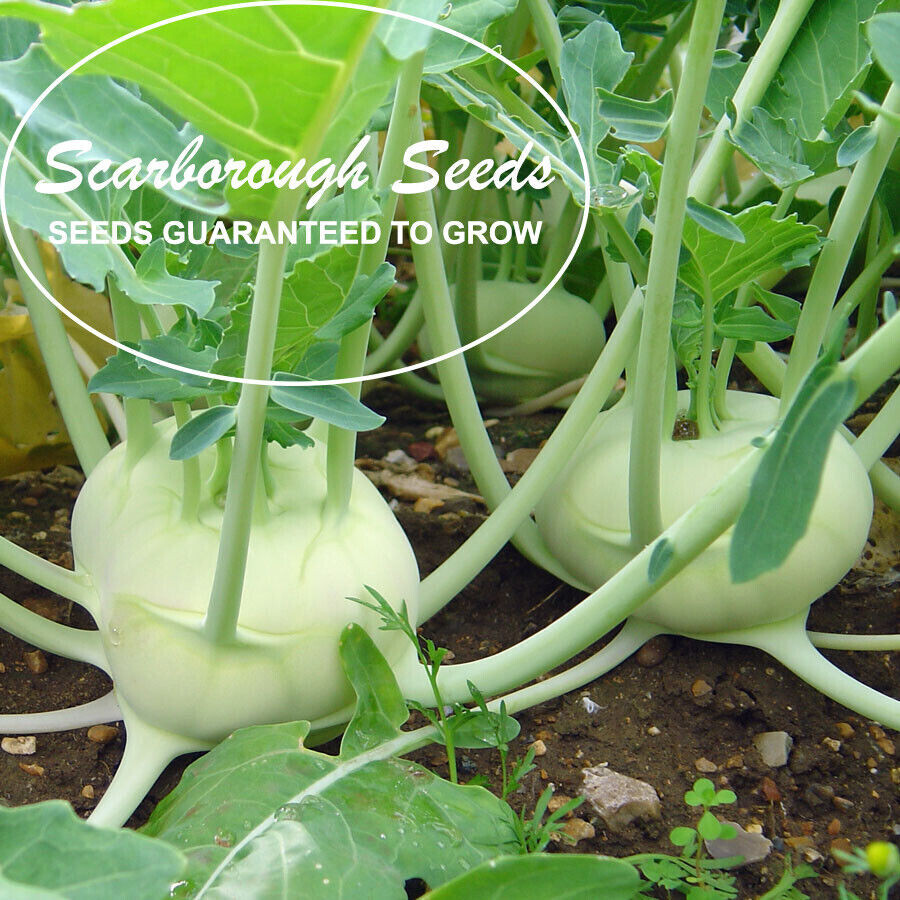 SCARBOROUGH SEEDS White Vienna Kohlrabi Seeds – 500 SEEDS NON-GMO | USA