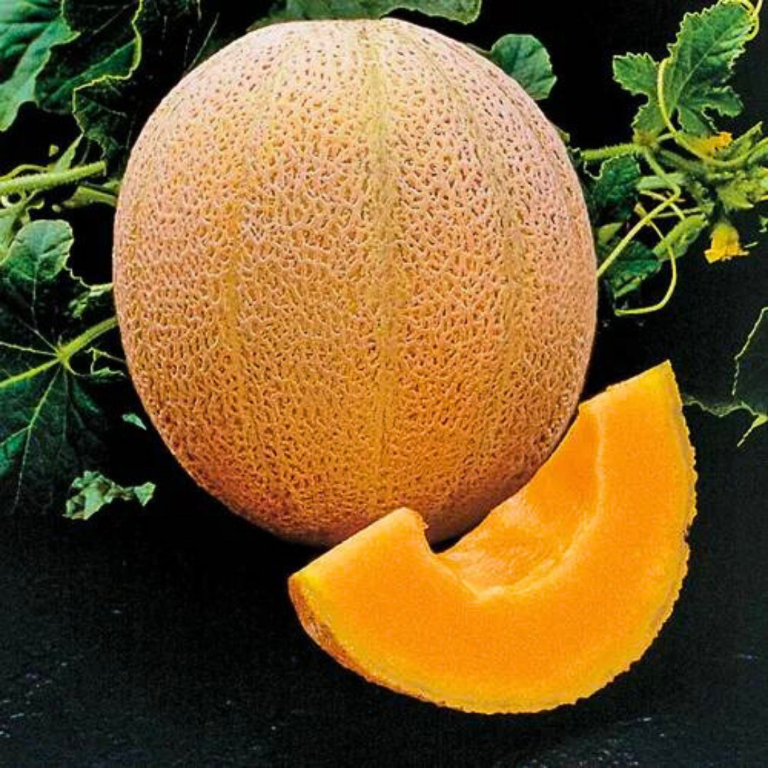 Fresh Delicious 51 Cantaloupe Seeds | Heirloom Non-GMO | Fruit Seeds