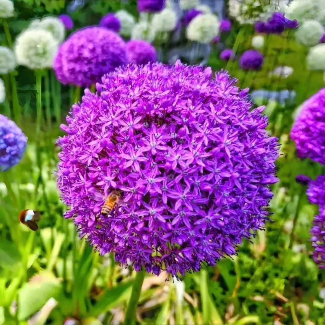 Allium Giganteum Seeds 200pcs Giant Purple Globe Flower Seeds, Perennial Orna…
