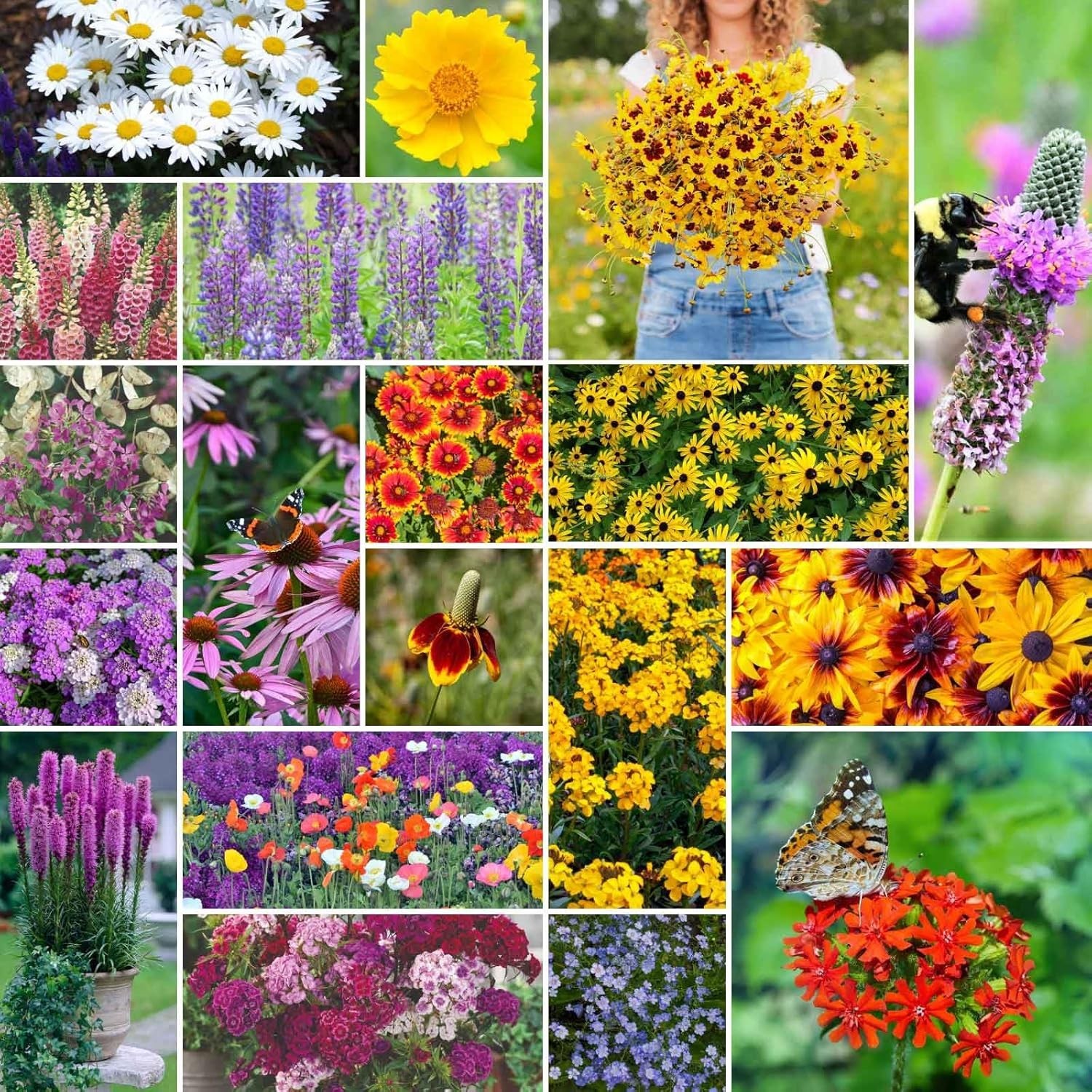 Perennial Wildflower Seed Mix 19 Varieties Non-GMO 1/4 lb Covers 2000-2250 Sq Ft