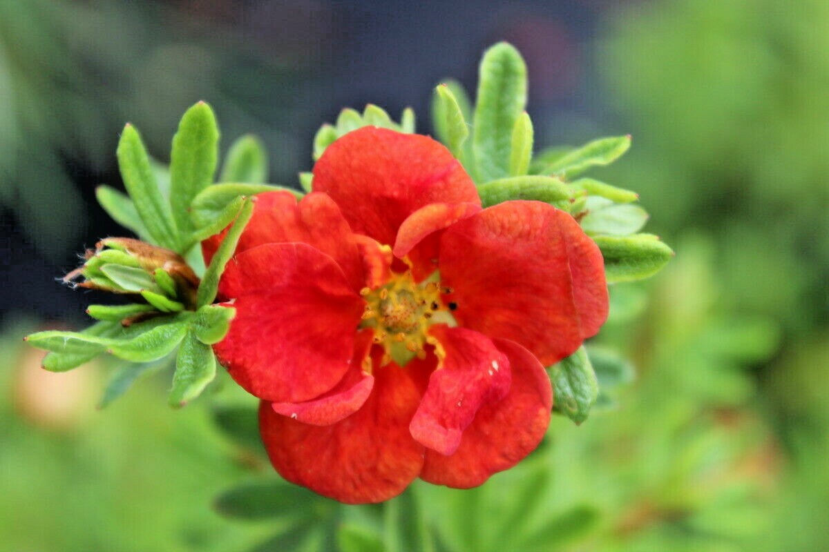 101+PONTENTILLA SCARLET CINQUEFOIL Seed Native Perennial Compact Flowering Shrub