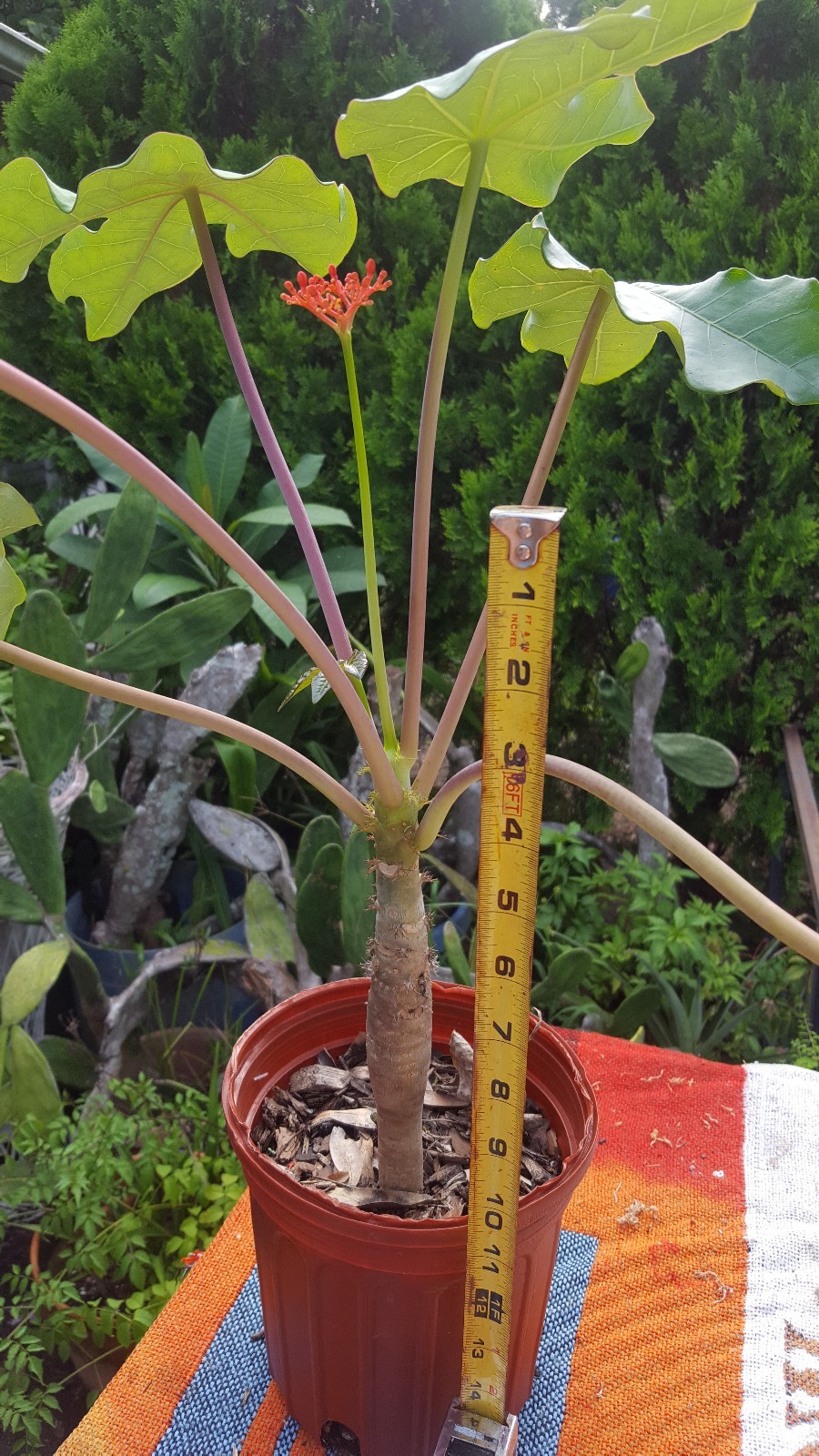 Plant or seeds! RARE! Buddha Belly Plant BONSAI FAT Caudex not desert rose wow