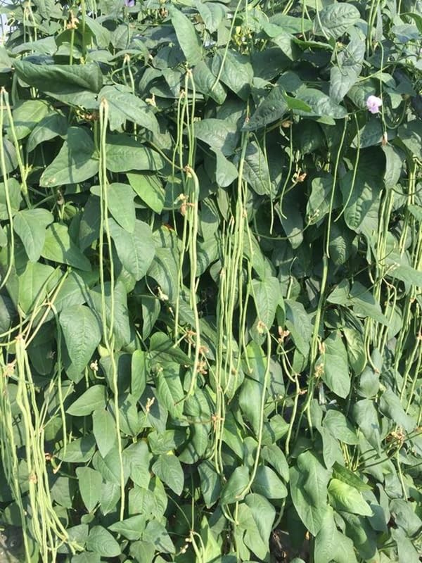 25+ Mixed Yard Long Bean Seeds Green or Purple Red Asian Chinese Long Bean Ve…
