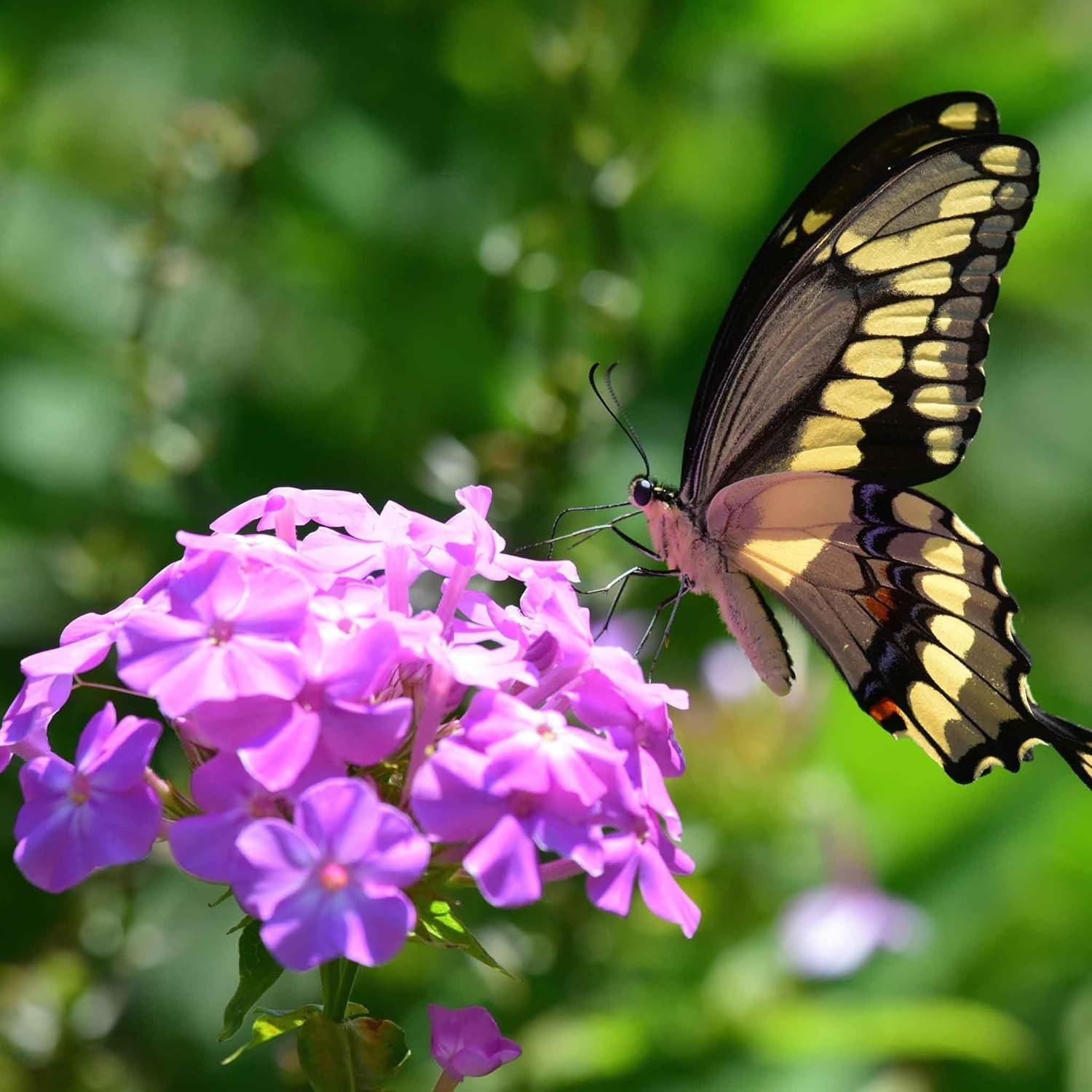 Attractive 1500 Mixed Phlox Seeds – Deer Resistant Low-Maintenance Ground Cover