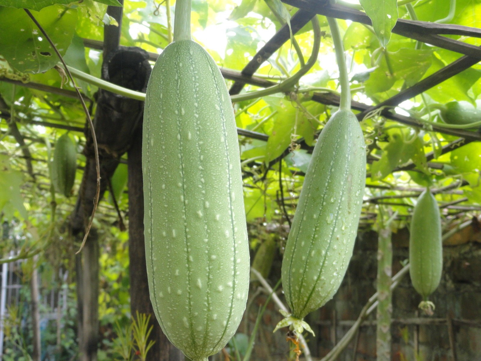 24 LUFFA GOURD SEEDS – LOOFAH SPONGE GOURD – DISHCLOTH GOURD – LARGE —– RARE