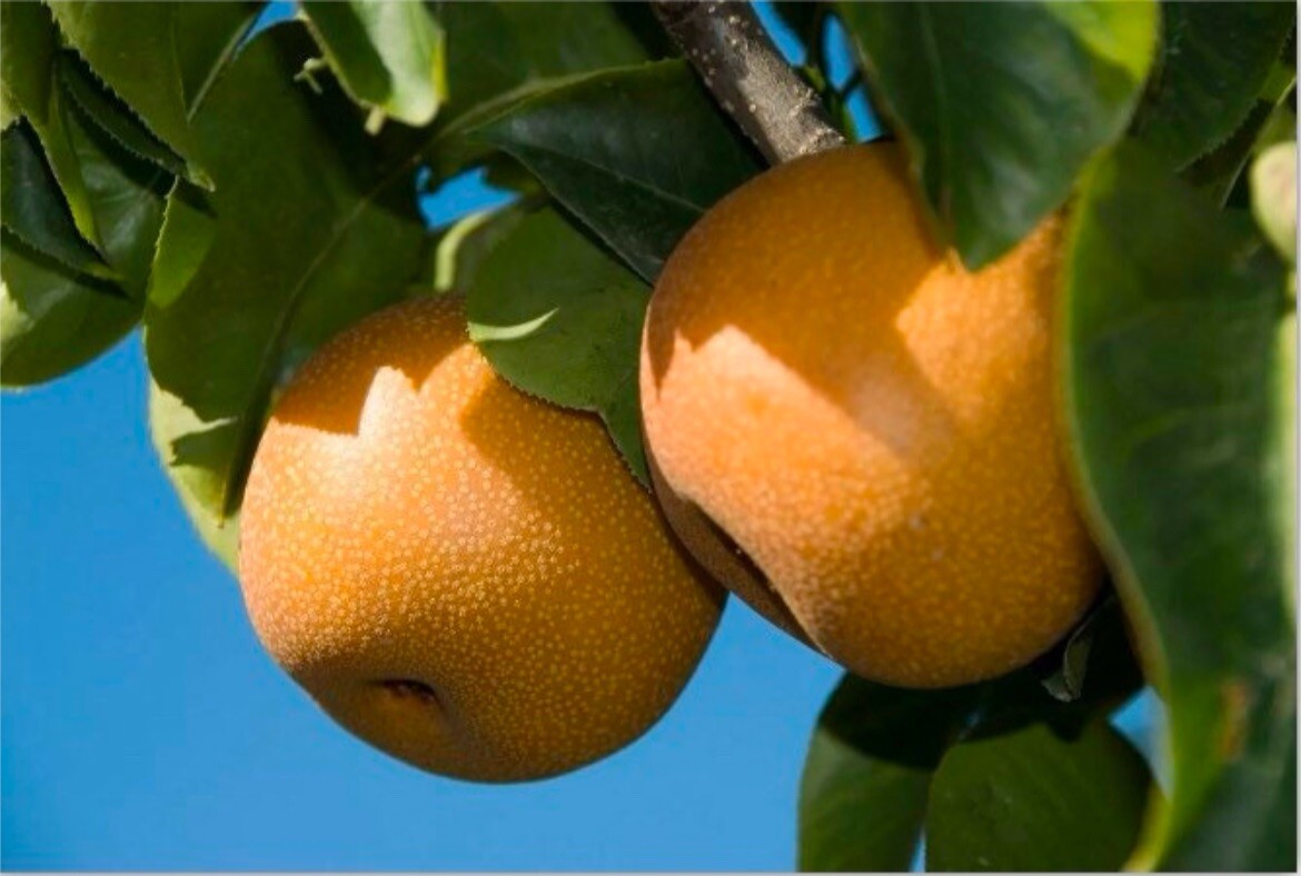 Orient pear, 4 ft tall grafted tree bareroot Pyrus communis Asian
