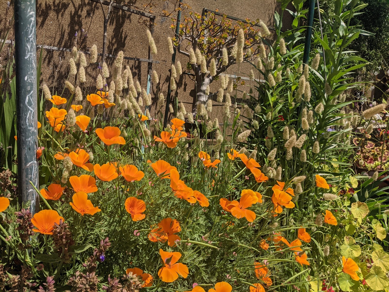 California “Gold Rush” Poppies (100+ SEEDS) Eschscholzia. USA Grown 2023 CROP