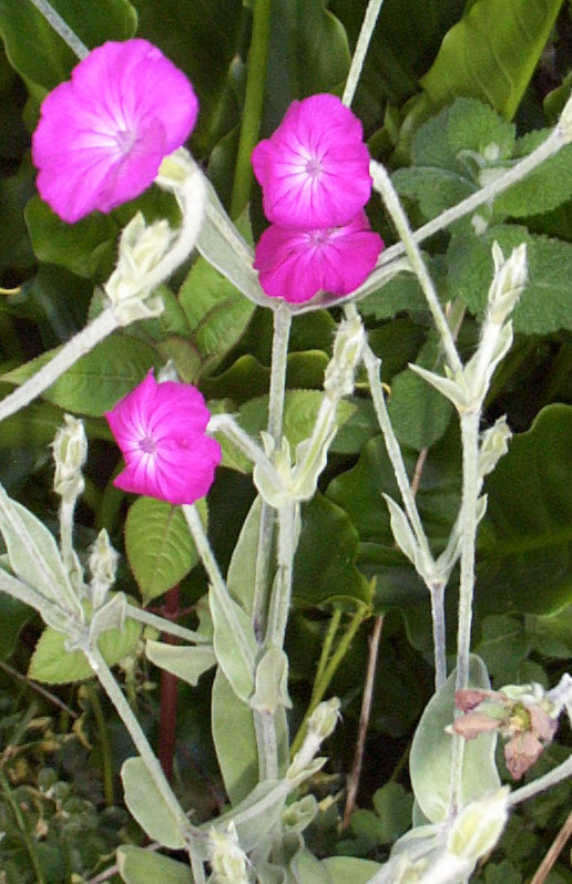 ROSE CAMPION 155 SEEDS, MAGENTA FLOWERS, FUZZY WHITE LEAVES, LYCHNIS CORONARIA