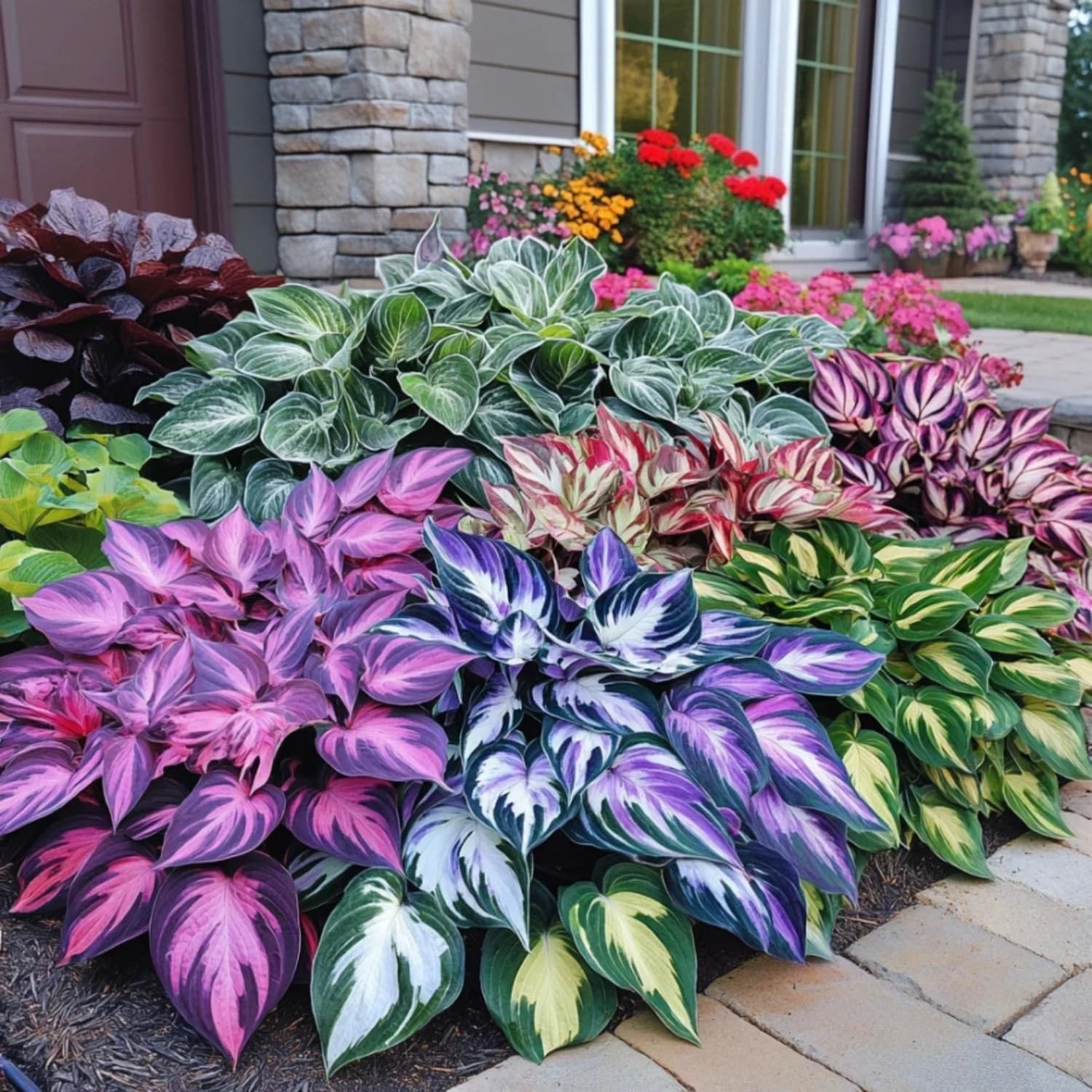 330+ Mixed Color Hosta Seeds for Planting – Shade-Tolerant Perennials, Dual Use