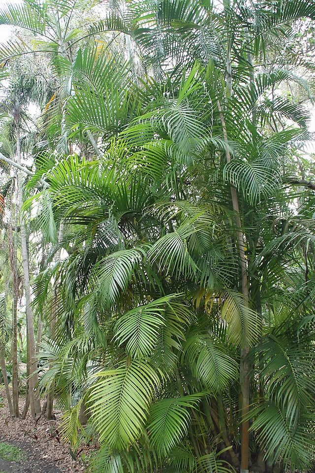 Dypsis lutescens | Areca Palm | 5 Seeds