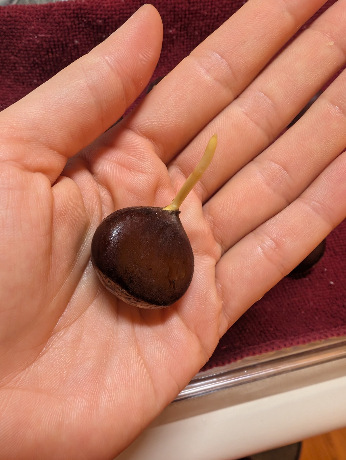 12 Chinese Chestnut Seeds (Ready to plant)