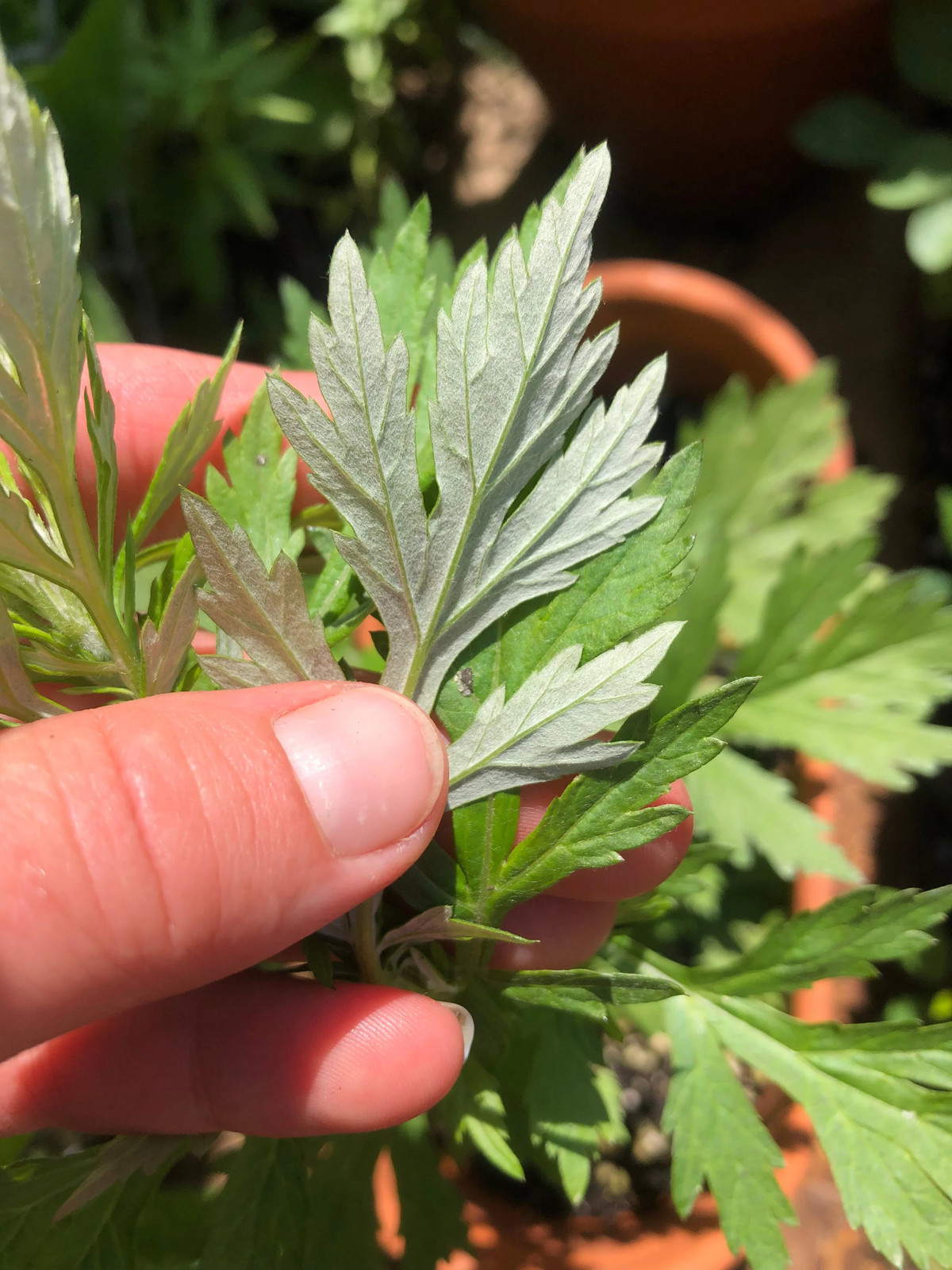 Common Mugwort Seeds | Artemisia Vulgaris Moxa Wormwood Herb Seed Free Shipping