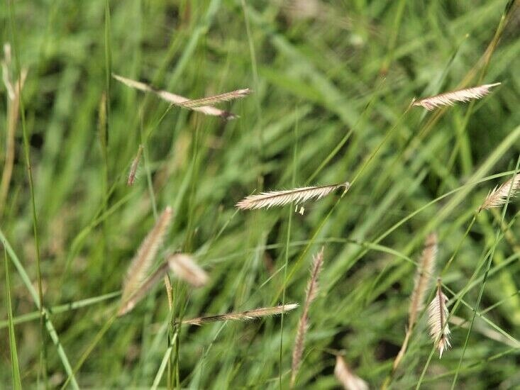 1001+BLUE GRAMA Seeds Native Prairie Grass Drought Poor Soils Low Maintenace