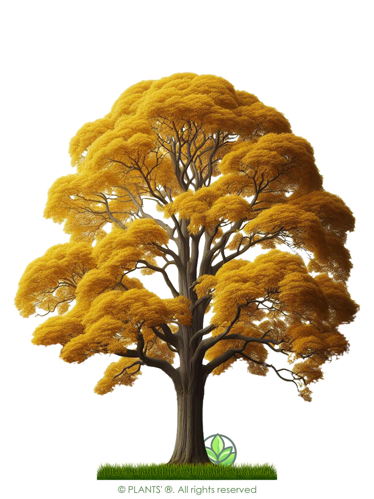 Asian Pear Tree | Premium Seeds | Pyrus pyrifolia ‘Fall’ | Plants’®