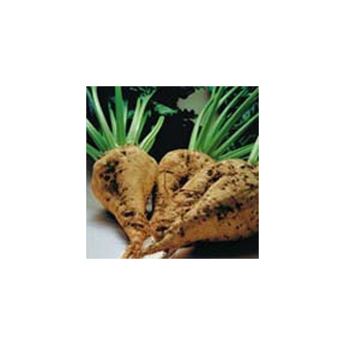 Beet Sugar Great Heirloom Vegetable By Seed Kingdom 1/4 Lb Seeds