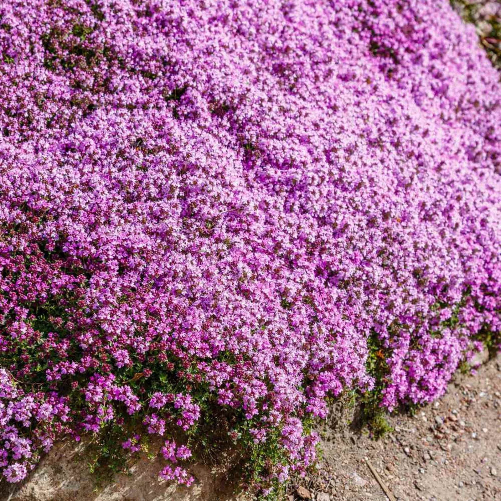 Creeping Thyme – 5000 Seeds – Groundcover – Thymus Serpyllum