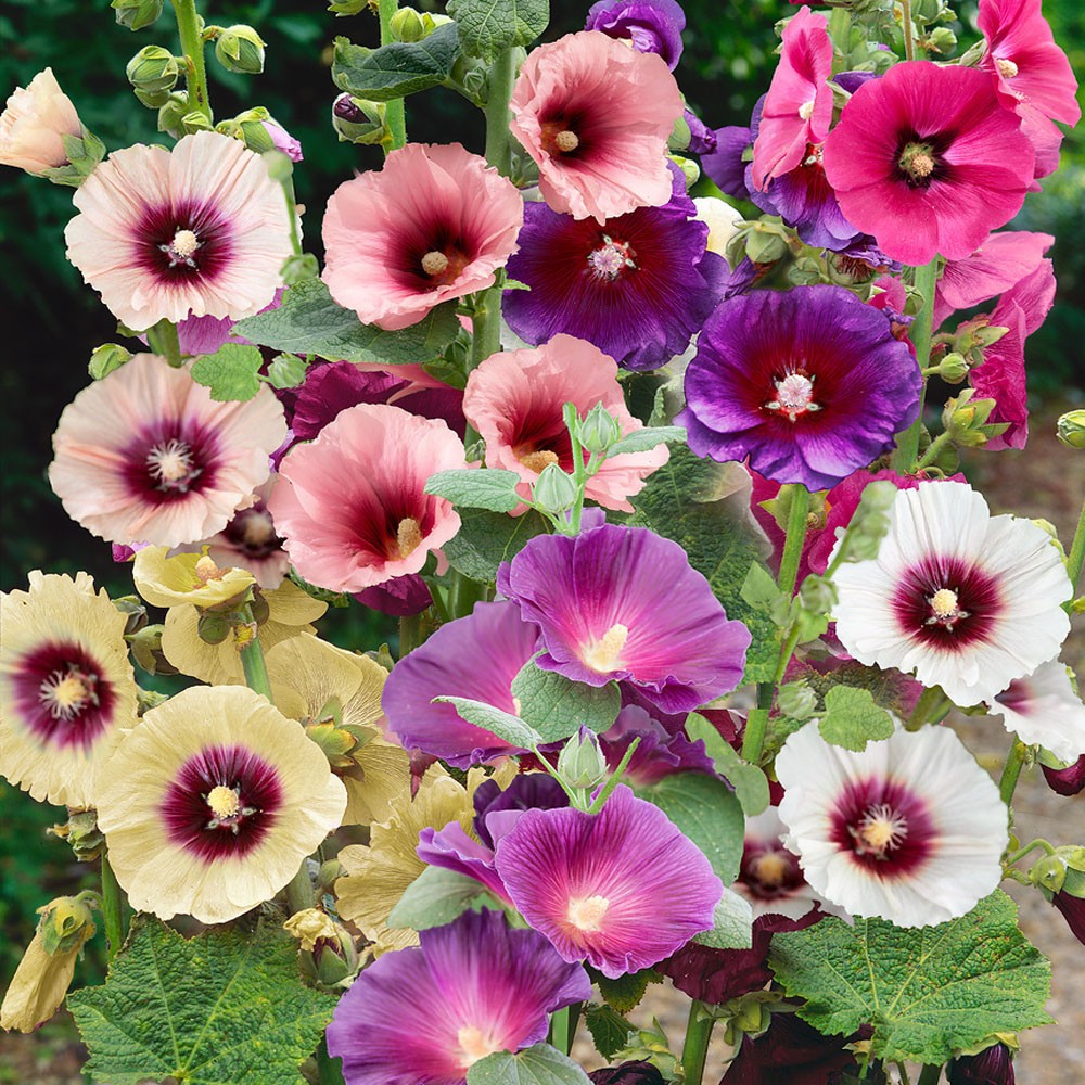 Hollyhock Mix Flower Seeds (50) Fifty Seeds. Free Shipping!