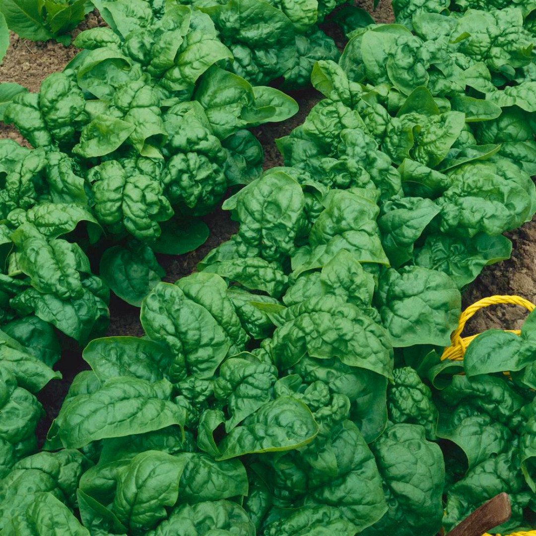 Fresh Premium Bloomsdale Spinach Seeds | Heirloom Non-GMO | Vegetable Seeds