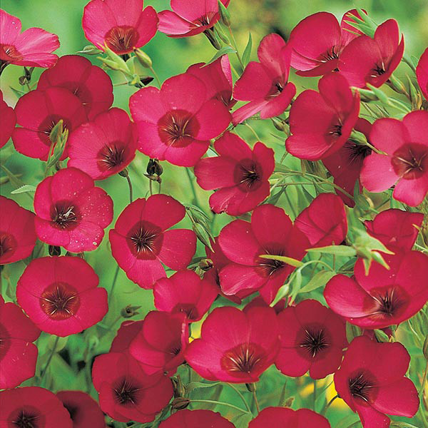 Scarlet Flax Seeds, Linum, Beautiful Red Flowers, Heat Tolerant, FREE SHIPPING