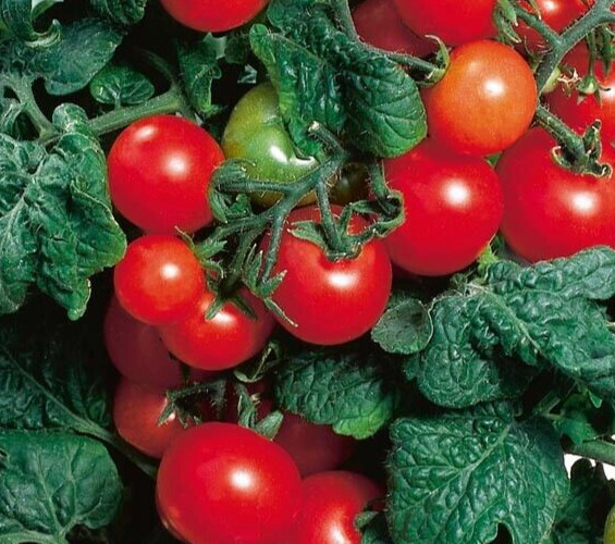 Heirloom Red Robin Tomato Seeds Micro-Dwarf Container, Hydroponic, 25 seeds