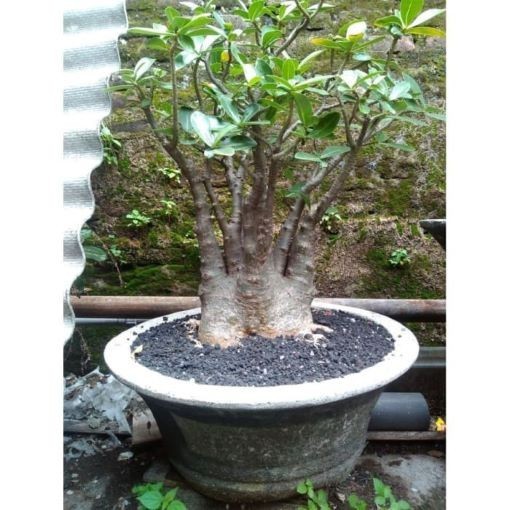 Adenium Arabicum ‘Rachinee Pan Dok’, 10 seeds