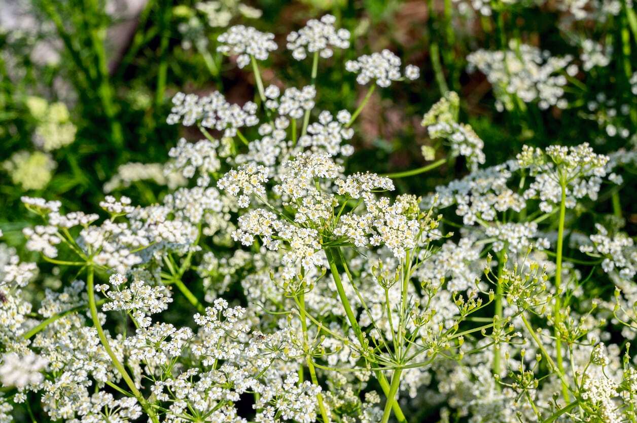 Caraway Seeds | Vegetable Herb Plant Garden Rye Fennel White Cumin Seed 2024