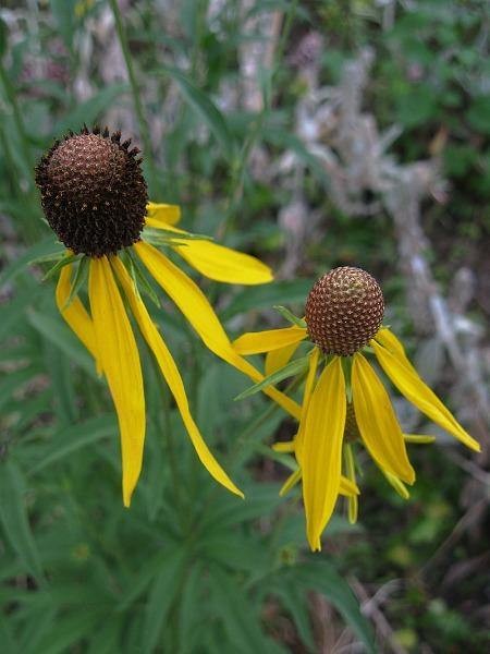 Ratibida pinnata | Grayheaded Coneflower | Pinnate Prairie Coneflower | 10 Seeds