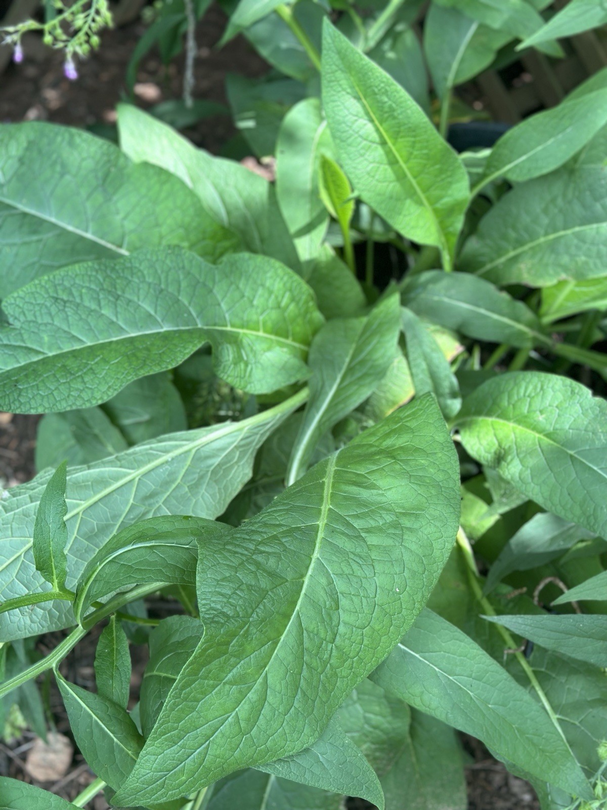 (4 Pieces) Heirloom Organic Comfrey Root Cuttings for Planting