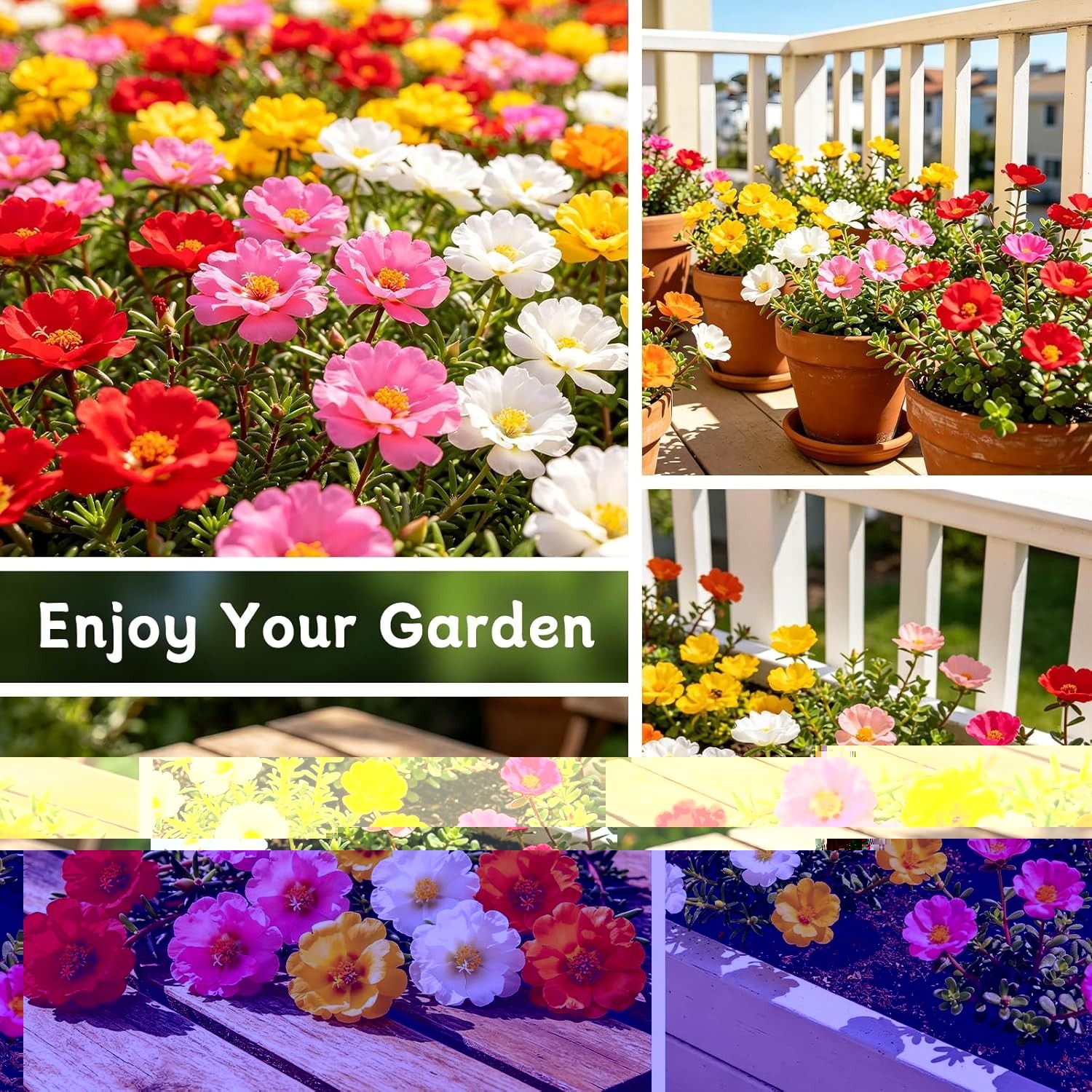 Colorful Moss Rose Flower Seeds – Attracts Pollinators