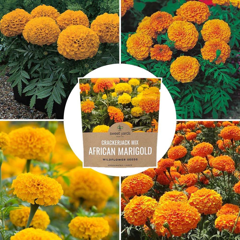 Sweet Yards African Marigold Seeds Mix 1 Ounce (Pack of 1), Orange