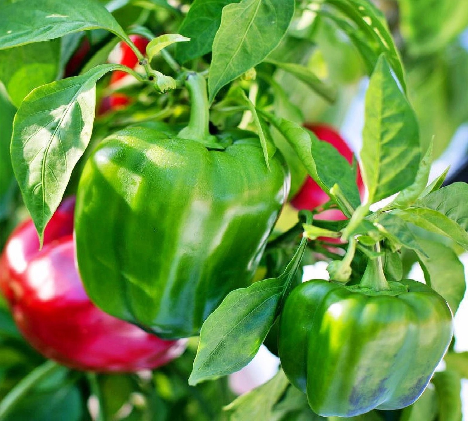 Sweet Bell Pepper Seeds Emerald Giant Heirloom Box Garden Seeds LLC