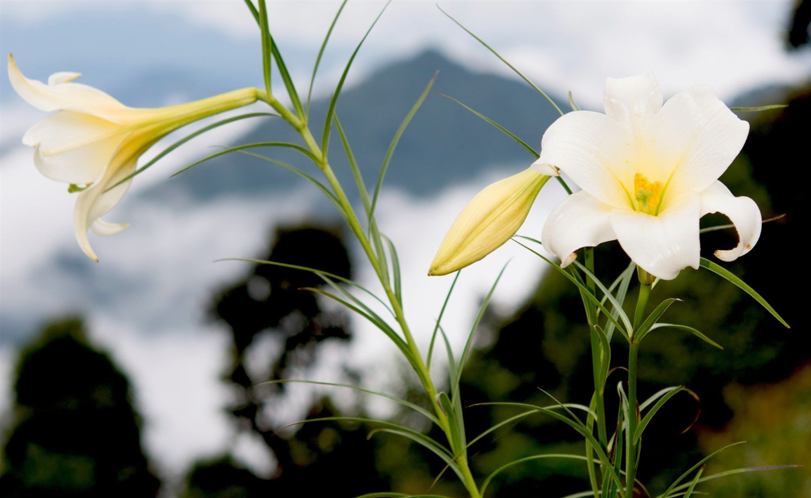 Lilium wallichianum | 10_Seeds