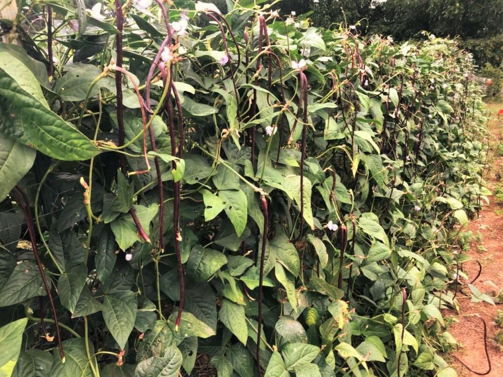 Yard Long Bean Seeds – 5 Varieties Mix – 30+ Count – for Colorful Garden