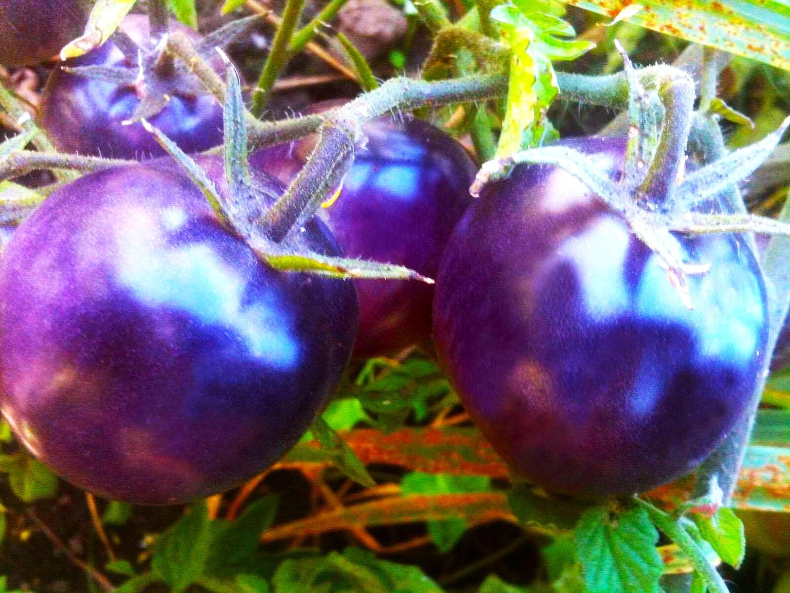 Purple Tomato Seeds 30+ Seeds 6-7oz Indeterminate – 100 Days to Ripen