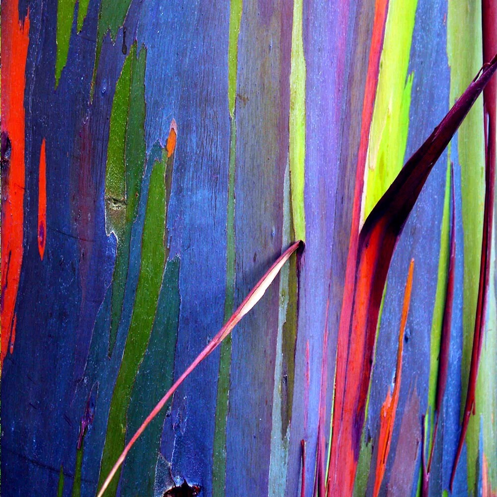 50 Rainbow Eucalyptus deglupta Tree Seeds Fast Tropical Indonesian Mindanao Gum