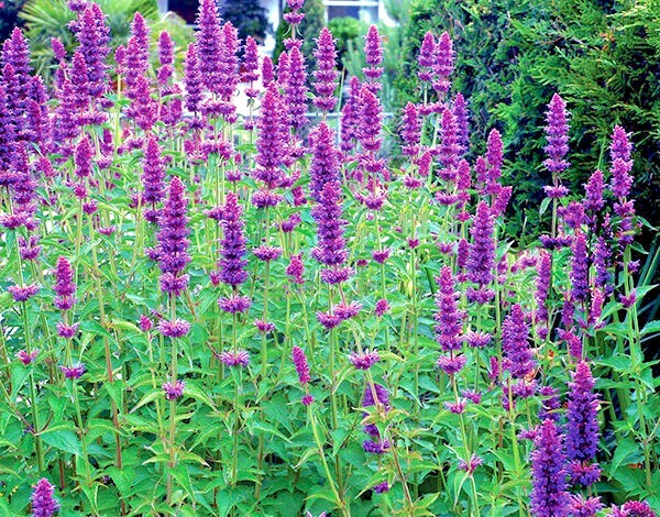 101+Purple GIANT HYSSOP Seeds Native Wildflower Drought Heat Cold Pollinators